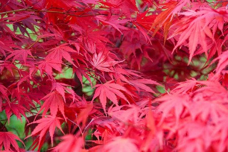 Acer palmatum SodeNishiki